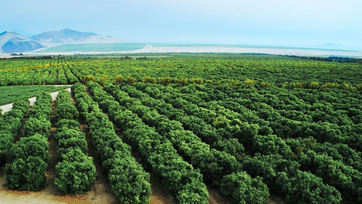 Organic Sweet Tea Plantation