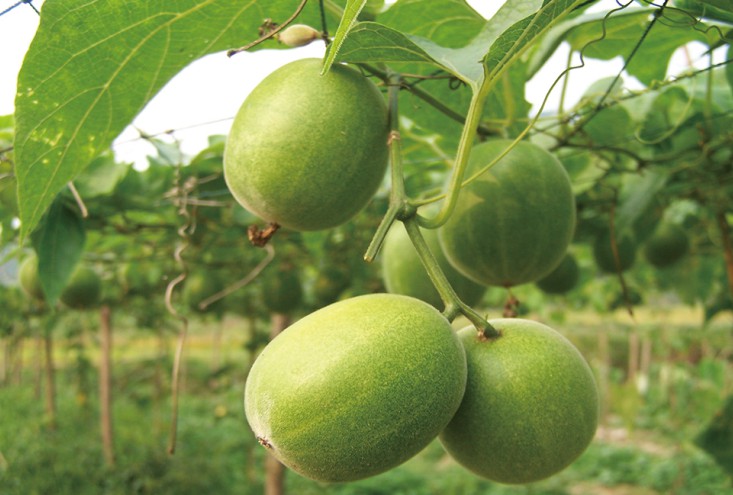 Organic Sweet Tea Plantation