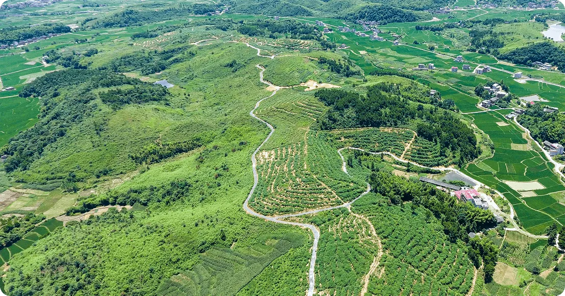 Organic Sweet Tea Plantation